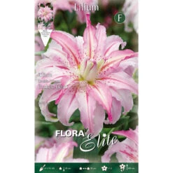 BULBI PRIMAVERILI LILIUM ORIENTAL BROKEN HEART A FIORE DOPPIO CONFEZIONE DA 2 BULBI BULBS
