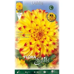 BULBI PRIMAVERILI DALIA DINNERPLATE LADY DARLENE XL CONFEZIONE DA 1 BULBO BULBS