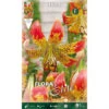 BULBI PRIMAVERILI LILIUM FUSION CONFEZIONE DA 2 BULBI BULBS