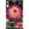 BULBI PRIMAVERILI DALIA CACTUS HAYLEY JANE CONFEZIONE DA 1 BULBO BULBS