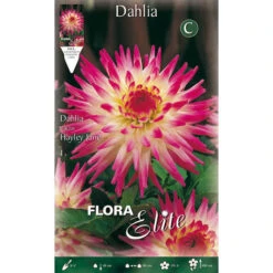 BULBI PRIMAVERILI DALIA CACTUS HAYLEY JANE CONFEZIONE DA 1 BULBO BULBS