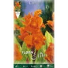 BULBI PRIMAVERILI CANNA PRETORIA CONFEZIONE DA 1 BULBO BULBS BULBES