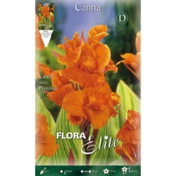 BULBI PRIMAVERILI CANNA PRETORIA CONFEZIONE DA 1 BULBO BULBS BULBES