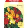 BULBI PRIMAVERILI CANNA DWARF MIX COLORI CONFEZIONE DA 5 BULBI BULBS BULBES