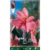 BULBI PRIMAVERILI CANNA SHINING PINK CONFEZIONE DA 1 BULBO BULBS BULBES