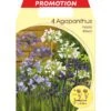 BULBI PRIMAVERILI AGAPANTHUS MIX CONFEZIONE DA 4 BULBI BULBS BULBES