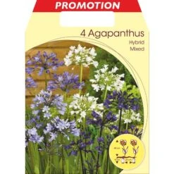 BULBI PRIMAVERILI AGAPANTHUS MIX CONFEZIONE DA 4 BULBI BULBS BULBES