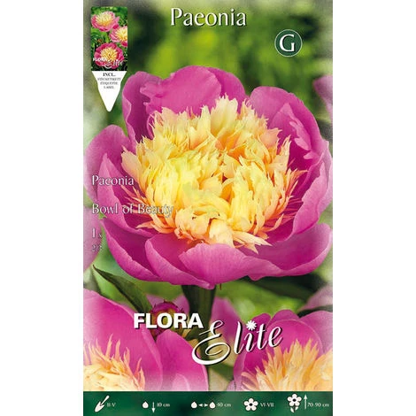 BULBI PRIMAVERILI PAEONIA BOWL OF BEAUTY CONFEZIONE DA 1 BULBO BULBS PEONIA 1 BULBI PRIMAVERILI PAEONIA BOWL OF BEAUTY CONFEZIONE DA 1 BULBO BULBS PEONIA