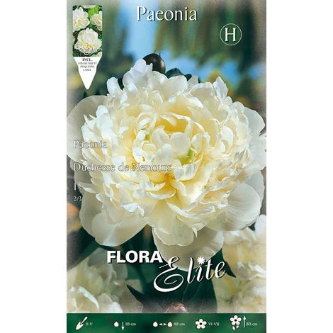 BULBI PRIMAVERILI PAEONIA DUCHESSE DE NEMOURS CONFEZIONE DA 1 BULBO BULBS PEONIA 1 BULBI PRIMAVERILI PAEONIA DUCHESSE DE NEMOURS CONFEZIONE DA 1 BULBO BULBS PEONIA