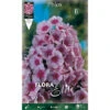BULBI PRIMAVERILI PHLOX ROSA CONFEZIONE DA 1 BULBO BULBS