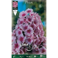 BULBI PRIMAVERILI PHLOX ROSA CONFEZIONE DA 1 BULBO BULBS