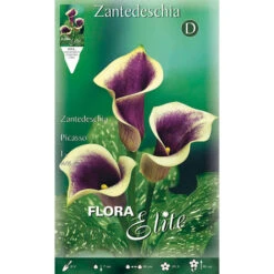 BULBI PRIMAVERILI CALLA ZANTEDESCHIA PICASSO CONFEZIONE DA 1 BULBO BULBS