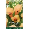 BULBI PRIMAVERILI CALLA ZANTEDESCHIA ROSA SALMONE CONFEZIONE DA 1 BULBO BULBS