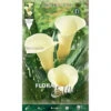 BULBI PRIMAVERILI CALLA ZANTEDESCHIA BIANCA CONFEZIONE DA 1 BULBO BULBS