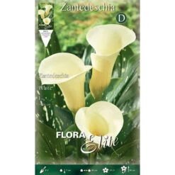 BULBI PRIMAVERILI CALLA ZANTEDESCHIA BIANCA CONFEZIONE DA 1 BULBO BULBS