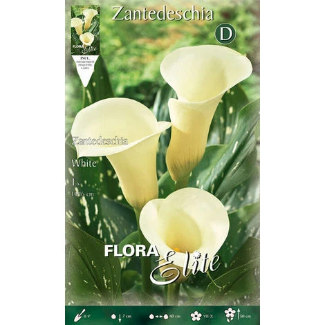 BULBI PRIMAVERILI CALLA ZANTEDESCHIA BIANCA CONFEZIONE DA 1 BULBO BULBS 1 BULBI PRIMAVERILI CALLA ZANTEDESCHIA BIANCA CONFEZIONE DA 1 BULBO BULBS