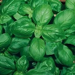 Semi Di Basilico Italiano Classico Per Pesto Con Foglie Profumate Per Orto E Giardino -Foglia Stretta Genovese 7 Semi Di Basilico Italiano Classico Per Pesto Con Foglie Profumate Per Orto E Giardino -Foglia Stretta Genovese -Vendite VIDAXL 6338837 3