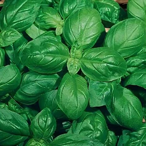 Semi Di Basilico Italiano Classico Per Pesto Con Foglie Profumate Per Orto E Giardino -Foglia Stretta Genovese 3 Semi Di Basilico Italiano Classico Per Pesto Con Foglie Profumate Per Orto E Giardino -Foglia Stretta Genovese - immagine 3
