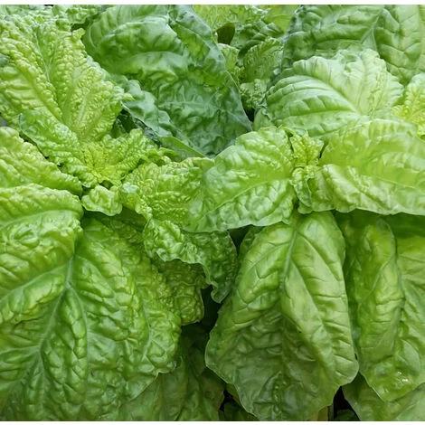 Semi Di Basilico Italiano Classico Per Pesto Con Foglie Profumate Per Orto E Giardino -Foglia Stretta Genovese 4 Semi Di Basilico Italiano Classico Per Pesto Con Foglie Profumate Per Orto E Giardino -Foglia Stretta Genovese - immagine 4