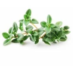 Semi Di Timo Pianta Aromatica Per Orto E Giardino