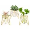 Portapiante Ad Aria Set Di 3 Mini Fioriere Geometriche In Metallo Dorato Terrari Tillandsia Espositori Per Vasi Di Vetro Per Donne Vasi Idroponici Per Ufficio (fioriera Dorata Bassa)