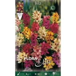 BULBI AUTUNNALI IXIA MIX CONFEZIONE DA 25 BULBI BULBS BULBES