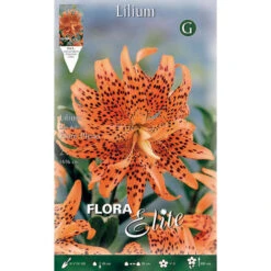 BULBI PRIMAVERILI LILIUM LANCIFOLIUM FLORE PLENO CONFEZIONE DA 2 BULBI BULBS