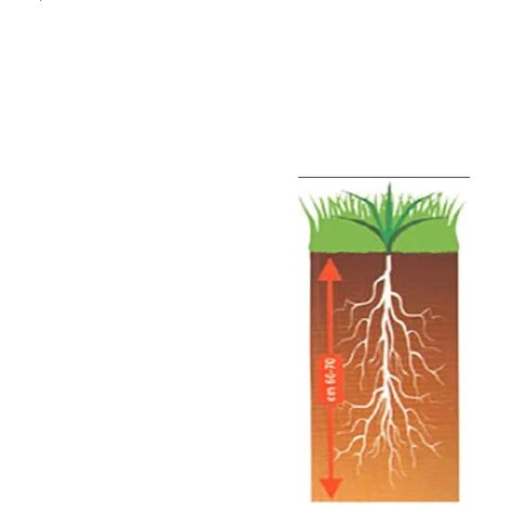 Prato SUPER Sport X 1 KG 2 Prato SUPER Sport X 1 KG - immagine 2