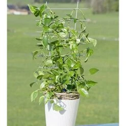 Windhager - Struttura Per Rampicanti Da Vaso -Vendite VIDAXL 70682609 3