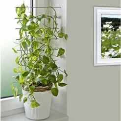 Windhager - Struttura Per Rampicanti Da Vaso -Vendite VIDAXL 70682609 4