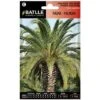 Semi Di Fiori  Palma-Palmera  Batlle