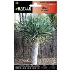 Semi Di Fiori - Drago Di Canarie - Batlle