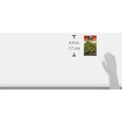 Semi Di Fiori - Palmito-Palmito - Batlle -Vendite VIDAXL 70687854 4