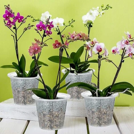 10 Vasi Per Orchidee In Plastica Trasparente Con Fori Per Orchidee, Vaso Diviso Traspirante 4 10 Vasi Per Orchidee In Plastica Trasparente Con Fori Per Orchidee, Vaso Diviso Traspirante - immagine 4