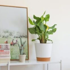 ZOLGINAH 3 Vasi Da Fiori In Plastica Da 20 Cm Bianchi Autoirriganti Con Piattino Con Sistema Di Irrigazione Vaso Da Fiori Pigro Adatto Per Giardino Interno Ed Esterno Balcone -Vendite VIDAXL 71129069 3