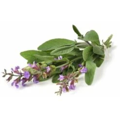 Semi Di Salvia Selvatica Piante Aromatiche Per Orto E Giardino