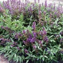 Semi Di Salvia Selvatica Piante Aromatiche Per Orto E Giardino -Vendite VIDAXL 7261101 3