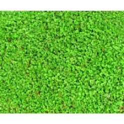 Sementi Di Prato Dicondra Repens 500 Grammi Zorzi