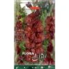 BULBI PRIMAVERILI GLADIOLI A FIORI GRANDI CHOCOLATE CONFEZIONE DA 10 BULBI BULBS
