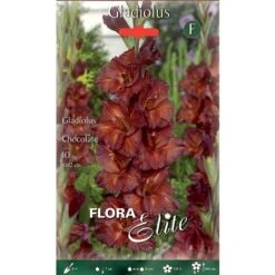 BULBI PRIMAVERILI GLADIOLI A FIORI GRANDI CHOCOLATE CONFEZIONE DA 10 BULBI BULBS