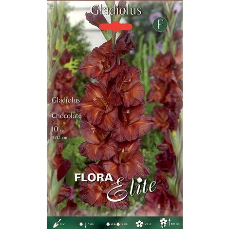 BULBI PRIMAVERILI GLADIOLI A FIORI GRANDI CHOCOLATE CONFEZIONE DA 10 BULBI BULBS 1 BULBI PRIMAVERILI GLADIOLI A FIORI GRANDI CHOCOLATE CONFEZIONE DA 10 BULBI BULBS
