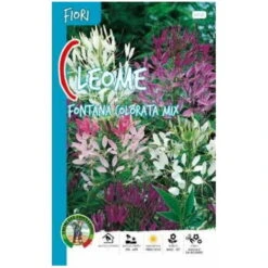 Cleome Fontana Colorata Mix (Semente)