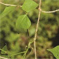 NaturSeenlin Rete Di Sostegno In Iuta Per Piante Rampicanti -Vendite VIDAXL 87411585 3