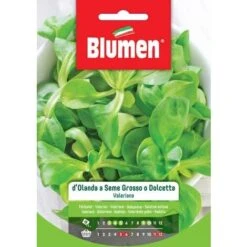 Blumen. Semi Di Valeriana D&rsquoOlanda A Seme Grosso O Dolcetta