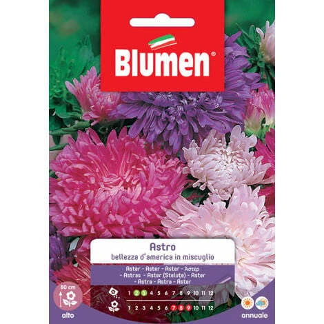 Blumen. Semi Di Astro Bellezza D'America 1 Blumen. Semi Di Astro Bellezza D'America