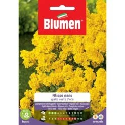Blumen. Semi Di Alisso Nano Giallo