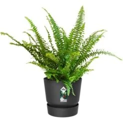 ELHO VASO GREENVILLE EASY HANGER SINGLE LIVING BLACK 7 ELHO VASO GREENVILLE EASY HANGER SINGLE LIVING BLACK -Vendite VIDAXL 87926695 4