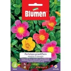 Blumen. Semi Di Portulaca Grandiflora Semplice
