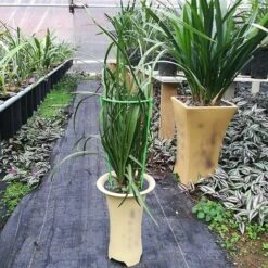 Supporto Per Piante Rampicanti Supporto Per Piante Alte Gabbia Ad Anello Per Piante Da Giardino Fiore Vegetale,,S & 1PC 8 Supporto Per Piante Rampicanti Supporto Per Piante Alte Gabbia Ad Anello Per Piante Da Giardino Fiore Vegetale,,S & 1PC -Vendite VIDAXL 89823916 4