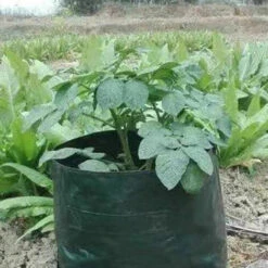 Grow Bags, Confezione Da 5 Sacchetti Per La Coltivazione In PE Con Manici, Vasi Traspiranti E Durevoli Per Patate, Fragole, Fiori E Verdure Da Giardino (10 Galloni) Green -Vendite VIDAXL 92055835 3